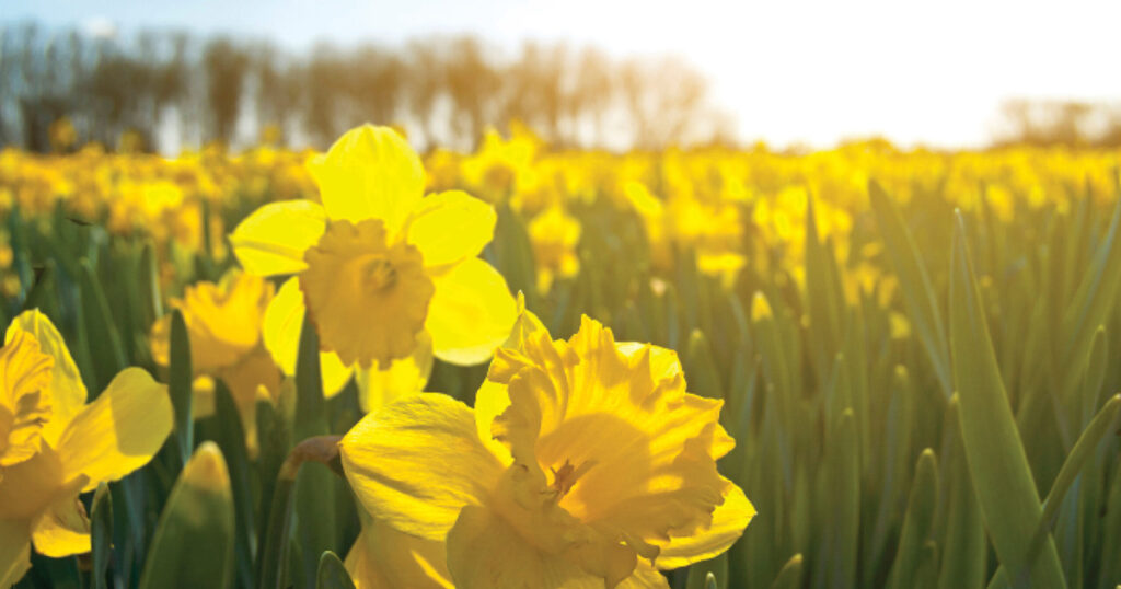 Daffodil Time