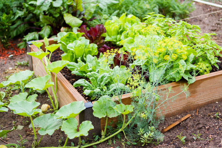 Growing Vegetables in Small Places